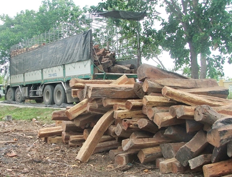 Đã chở gỗ lậu, còn hành hung nhân viên bảo vệ rừng